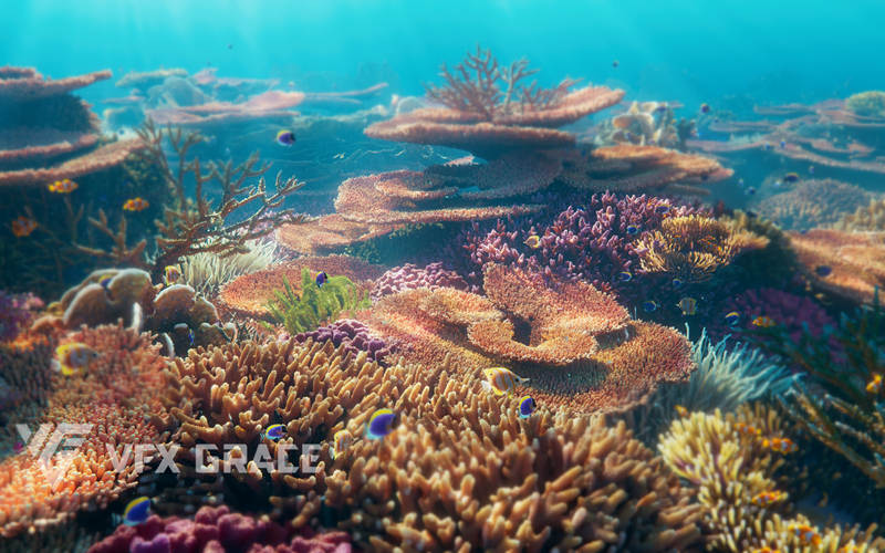 Blender珊瑚模型资产 Corals Collection | Vfx Grace_