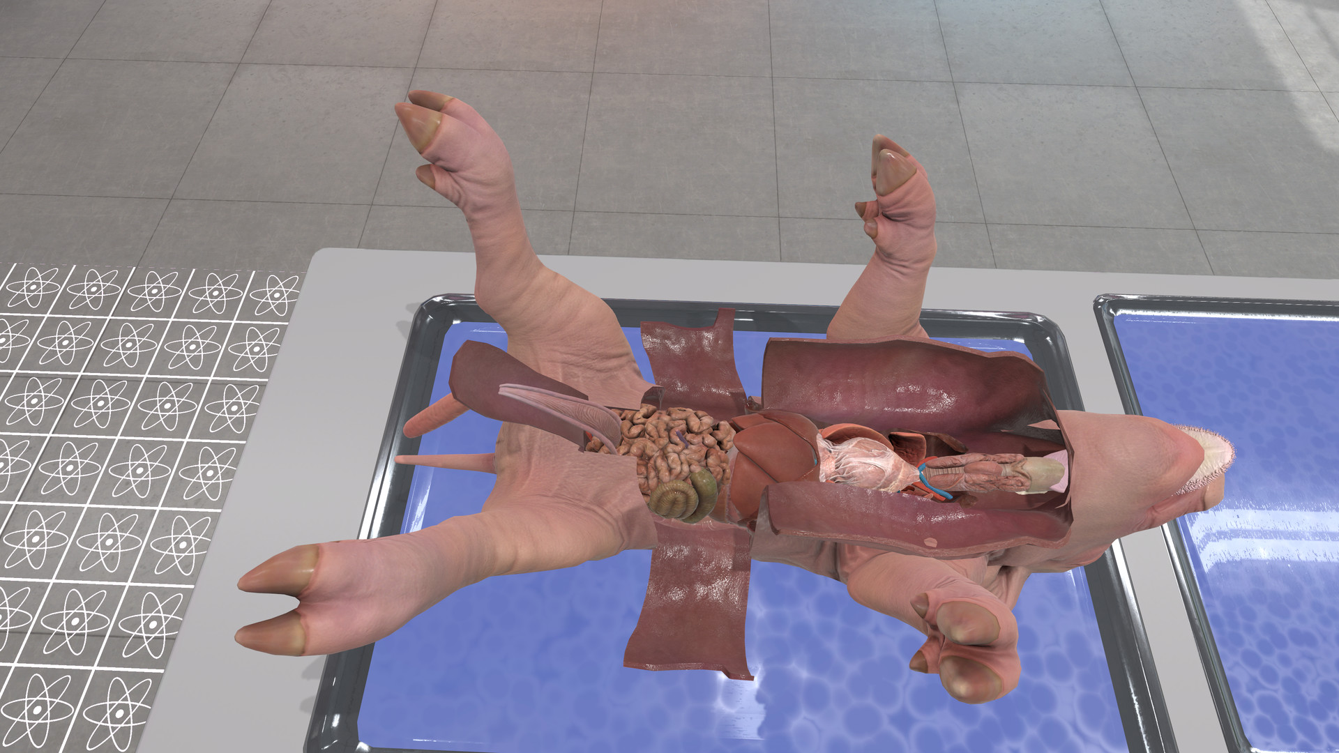 《解剖模拟器 小猪》Dissection Simulator – Pig Edition