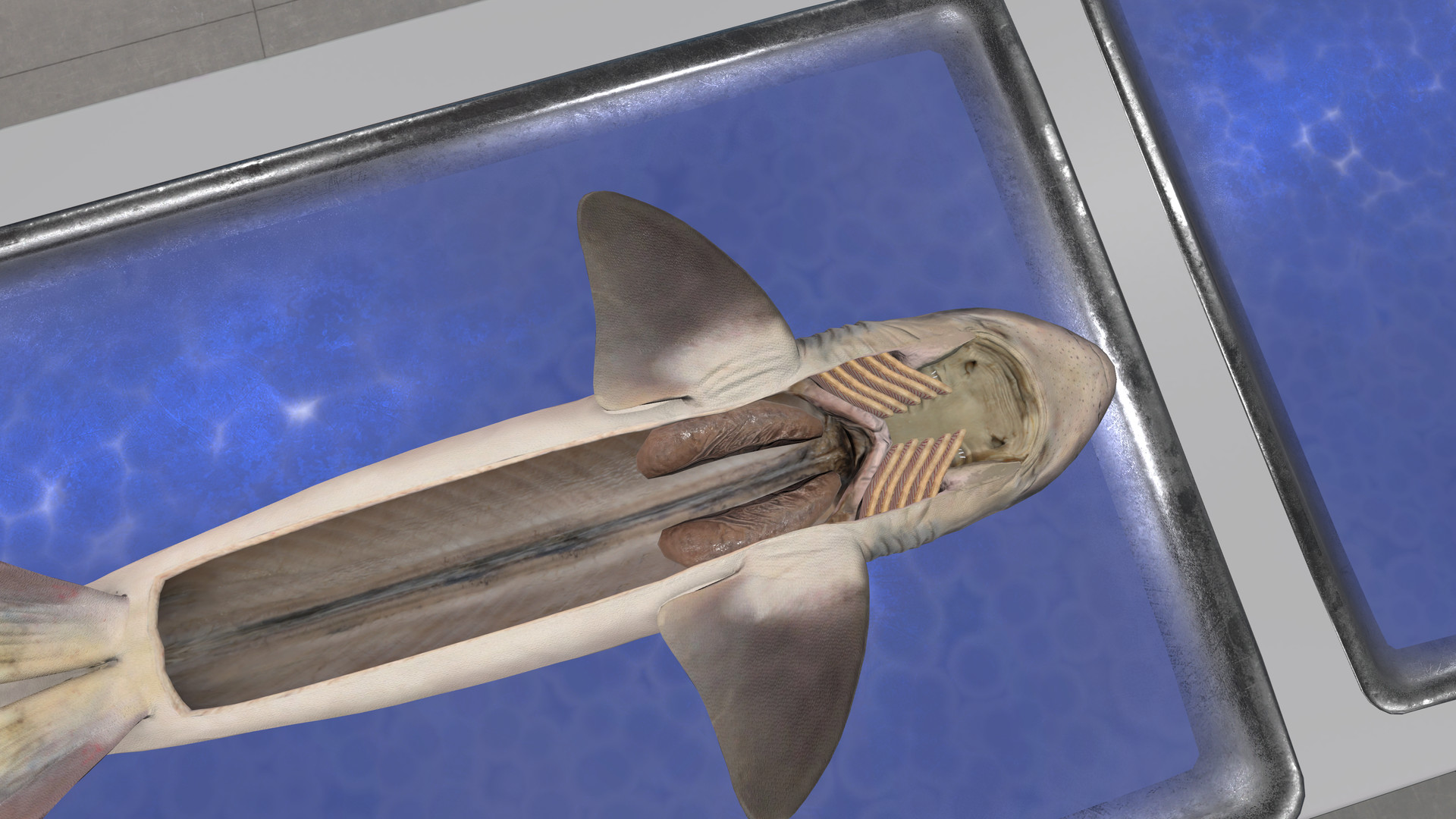 《解剖模拟器 鲨鱼》Dissection Simulator: Shark Edition VR