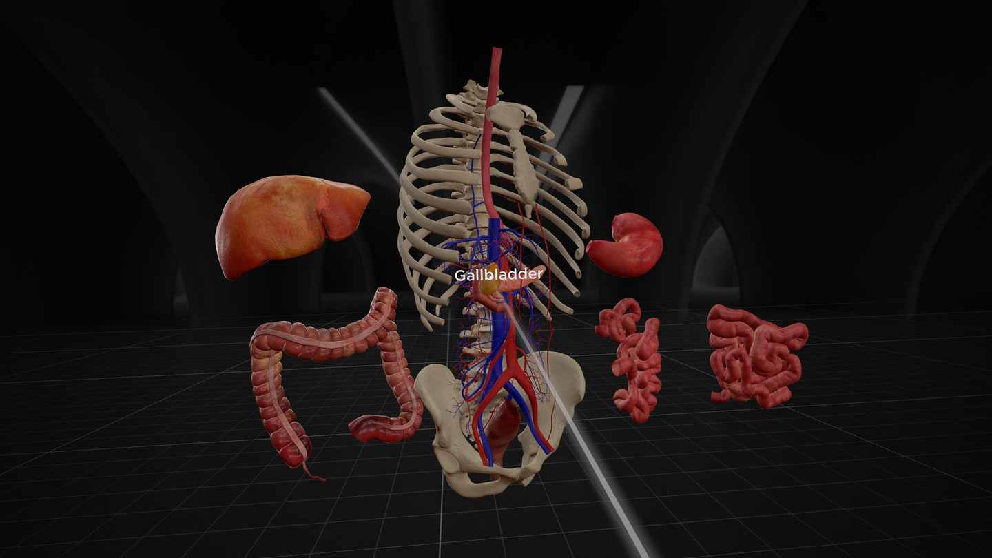 《解剖学和医学教育》BodyMap for Anatomy and Medical Education